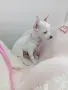 чихуахуа мъжки 3мец., снимка 1
