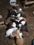 Продавам млади Холандски зайци по 20 евро, снимка 3