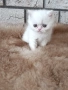 Женско котенце 🐈, снимка 4