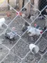 Продавам виандот 3 кокошки и петел , снимка 2