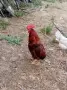 кокошки различни породи, снимка 4