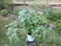 Обичка многогодишна/Фуксия Магеланика, снимка 1