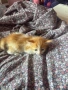 Подарявам котенца!, снимка 3