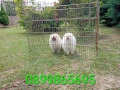 Померани. Различни възрасти!, снимка 9