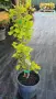 Ginkgo biloba (Гинко билоба), снимка 1