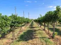 Продавам висококачествено винено грозде – сорт МЕРЛО, снимка 7