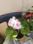Сортово Мушкато 3 €/бр налични 3 сорта , снимка 5