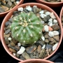 Кактус  Matucana Polzii, снимка 11