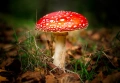 Българска червена мухоморка  , снимка 1