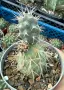 Кактус Tephrocactus alexanderi, снимка 1