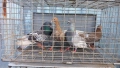 Продавам гълъби Типлери и Пазарджишки, снимка 2