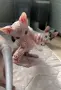 чистокръвно Дон Сфинкс момченце , снимка 5
