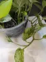 Епипремнум 'Марбел Квин'/'Marble Queen' и епипремнум 'Неон'/'Neon' , снимка 4