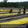 MAGO MAGA Етиопски непечени зелени кафени зърна за домашно печене, 434 грама, снимка 5