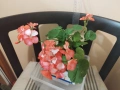 Мушкато различни цветове от 1 € и 2 €/бр, снимка 7