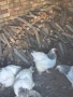 продавам бяла колумбийска брама, снимка 6