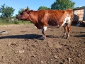 Продават се, снимка 4
