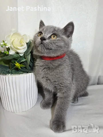 Клепоухи шотландски котета , снимка 6 - Британска късокосместа - 50742620