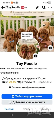 Мини пудел момченце- Fci, Genetic, Pl, снимка 7 - Пудели - 55044281