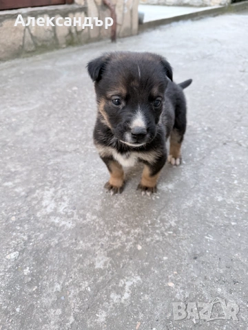 Подарявам мъжко кученце на около месец, снимка 3 - Други - 54114271