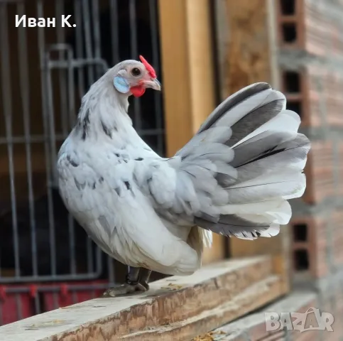 Продавам сплаш Розкомб. , снимка 6 - Кокошки и пуйки - 55663594