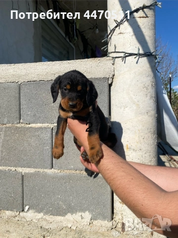 Ловни кучета, снимка 3 - Гонче - 54316867