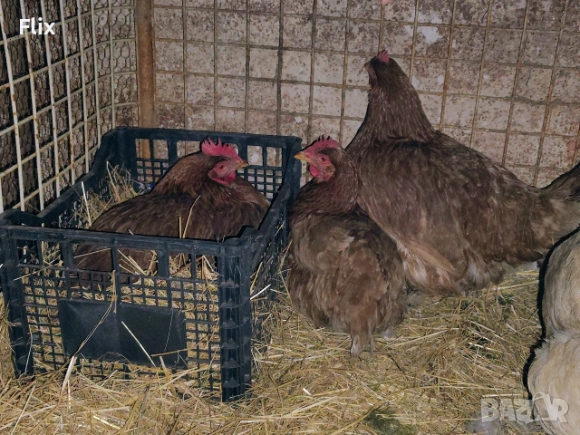 разплодни яйца , снимка 12 - Кокошки и пуйки - 53995912