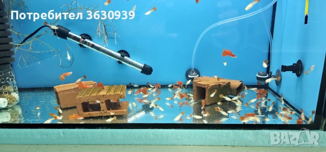 Гупи фул ред албино отгледани при мен , снимка 3 - Рибки - 54624568