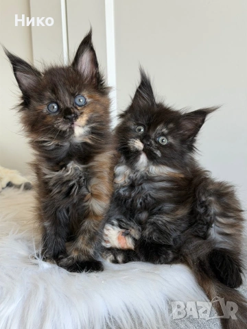 Мейн кун котенца / Мейн куун котенца / Maine coon kittens, снимка 14 - Мейн кун - 50068719