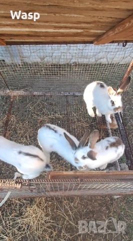 Зайци за разплод, снимка 5 - Чинчили - 53863004