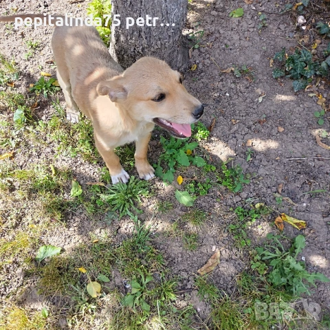  dog for adoption.Търсим осиновител на малко женско куче, снимка 4 - Други - 54573848