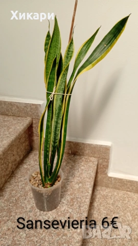 Сансевиера - Sansevieria 