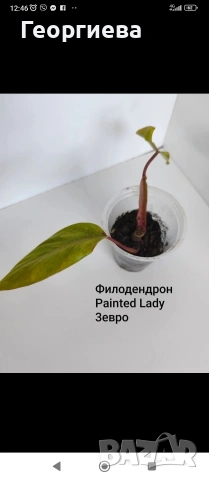 декоративно листни растения , снимка 15 - Стайни растения - 54615459