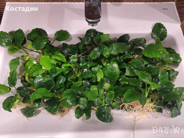 Аквариумно растение Анубиас Бартери, снимка 8 - Други - 54485998