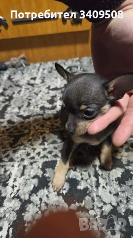 свободно пинчерче, снимка 4 - Пинчер - 54295737