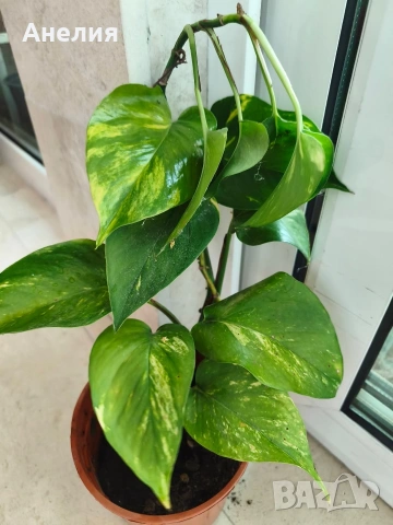 Листа двуцветни тропическа екзотика (Epipremnum aureum), снимка 4 - Стайни растения - 55044155