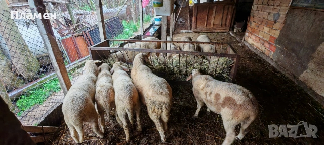 Агнета 6 евро живо тегло , снимка 4 - Овце - 54067018