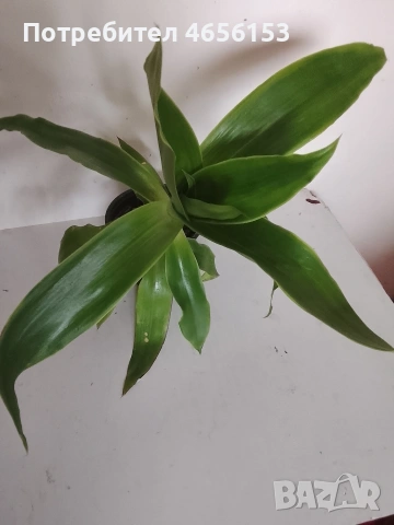 АРОМАТНА и ЛЕЧЕБНА КАЛИЗИЯ