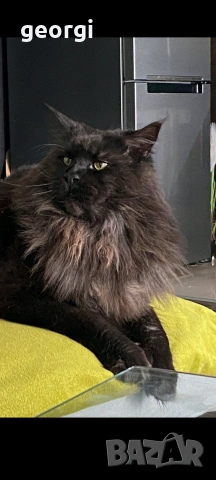 Коте Мейн Кун , снимка 6 - Мейн кун - 55104386
