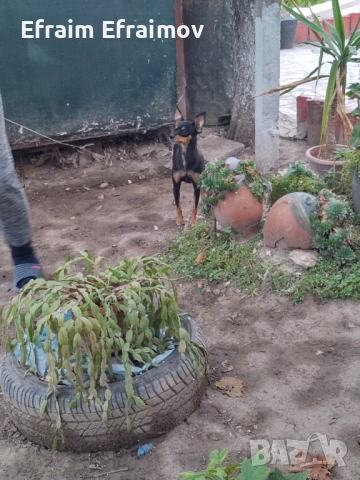 Пинчер на Мец 15 ден хубав, снимка 4 - Пинчер - 54177561