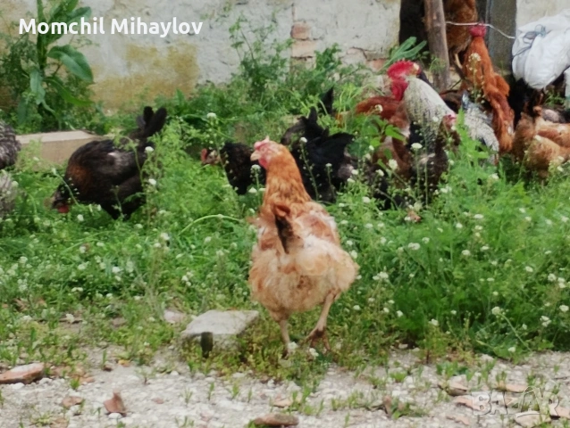 продавам яйца