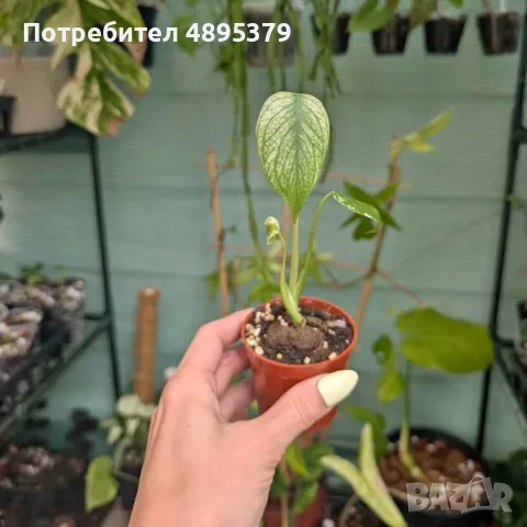 Добре вкоренена "Monstera White Monster", снимка 5 - Стайни растения - 55395569
