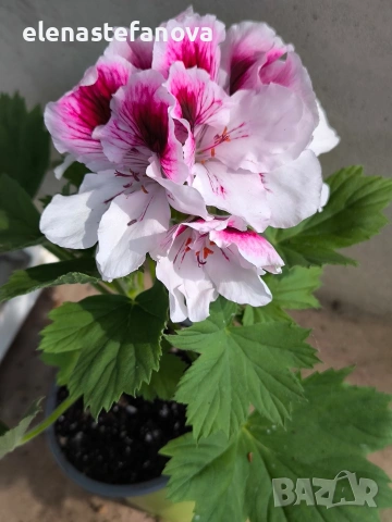 Комплект от три мушката, снимка 3 - Стайни растения - 54256413