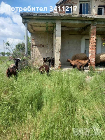продавам ярета, снимка 5 - Кози - 54421802