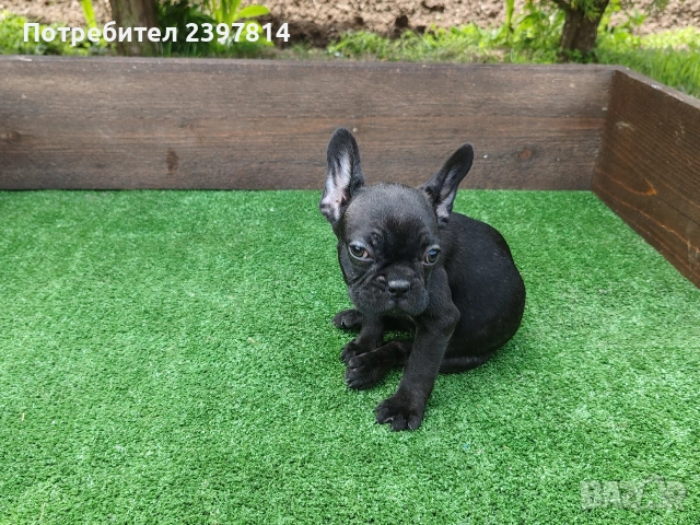 Френски булдог , снимка 10 - Френски булдог - 53832556