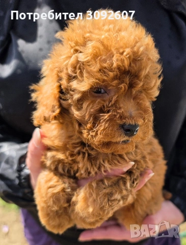 Пудели мъжки и женски, снимка 9 - Пудели - 54198471