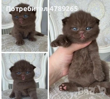 Кафява Британска Късокосместа, снимка 3 - Британска късокосместа - 54125356