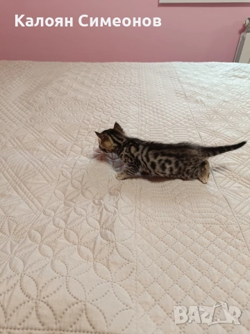 Бенгалски котета, снимка 7 - Бенгалски - 54357737