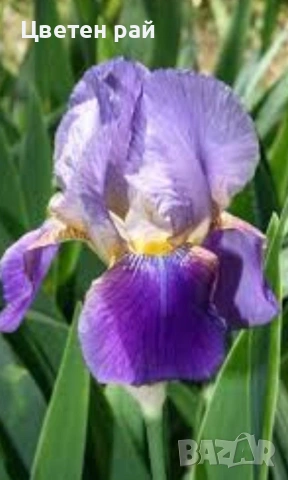 Ризоми на ириси 2€брой цвят на късмет от показаните , снимка 11 - Градински цветя и растения - 54198963