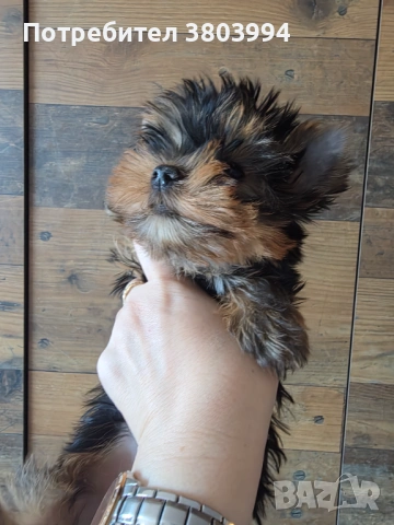 Чистокръвно Мини момиченце, снимка 10 - Йоркширски териер - 54243156